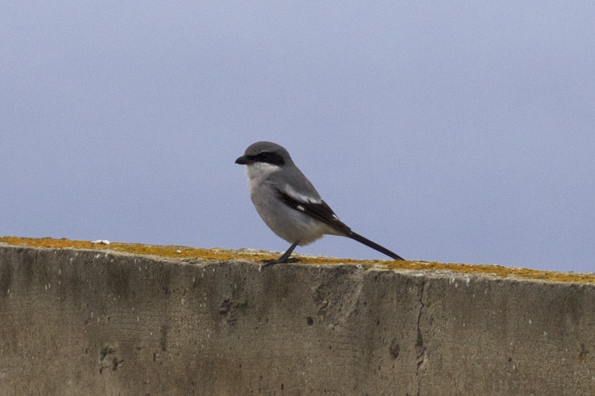 Сорокопуд американський - ML131398051