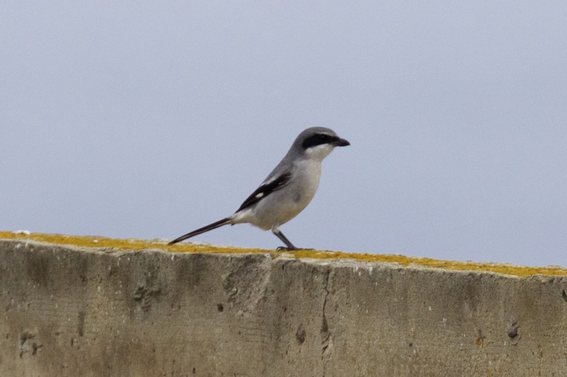 Сорокопуд американський - ML131398061