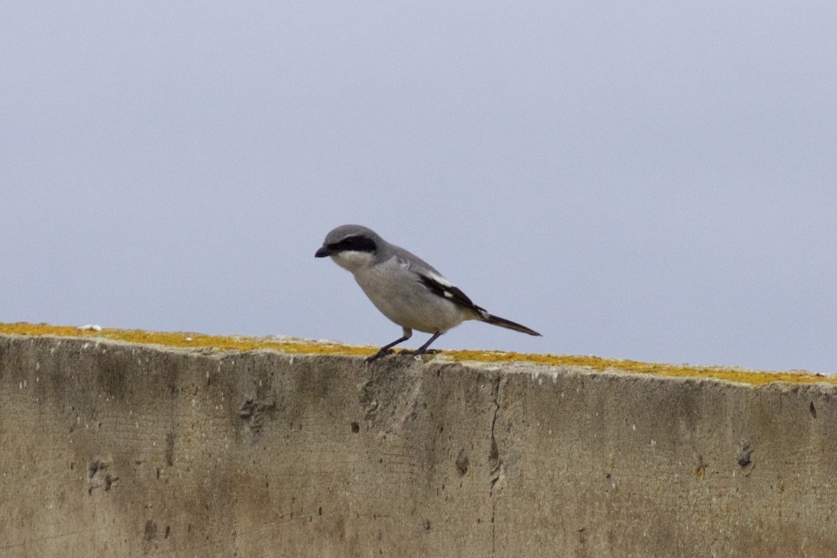 Сорокопуд американський - ML131398071