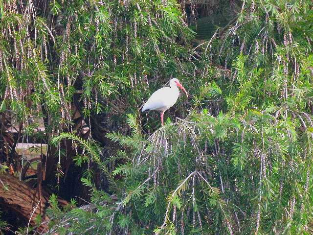 White Ibis - ML131402471