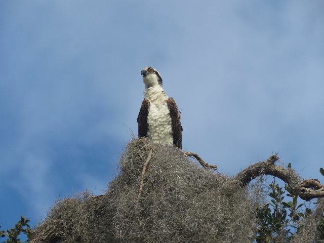 Osprey - ML131402701