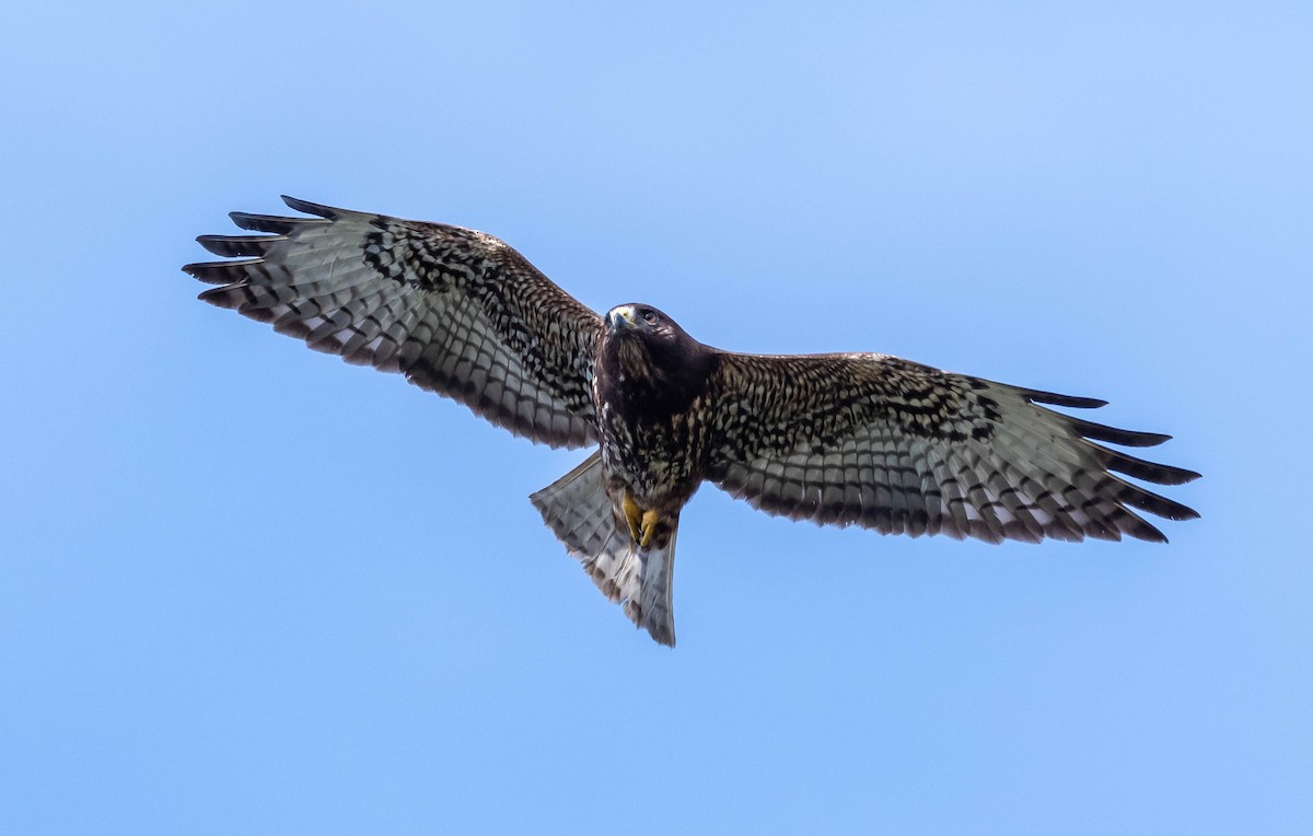 Short-tailed Hawk - David Hall