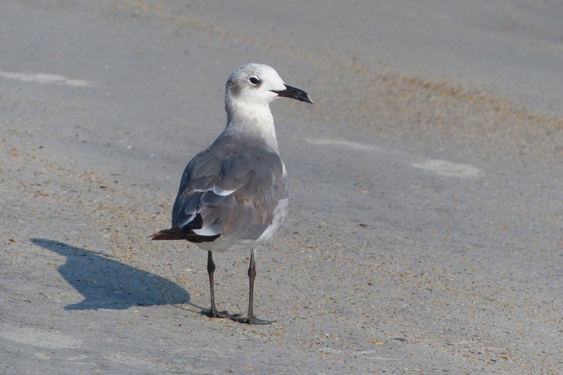 Laughing Gull - Sharon Kennedy