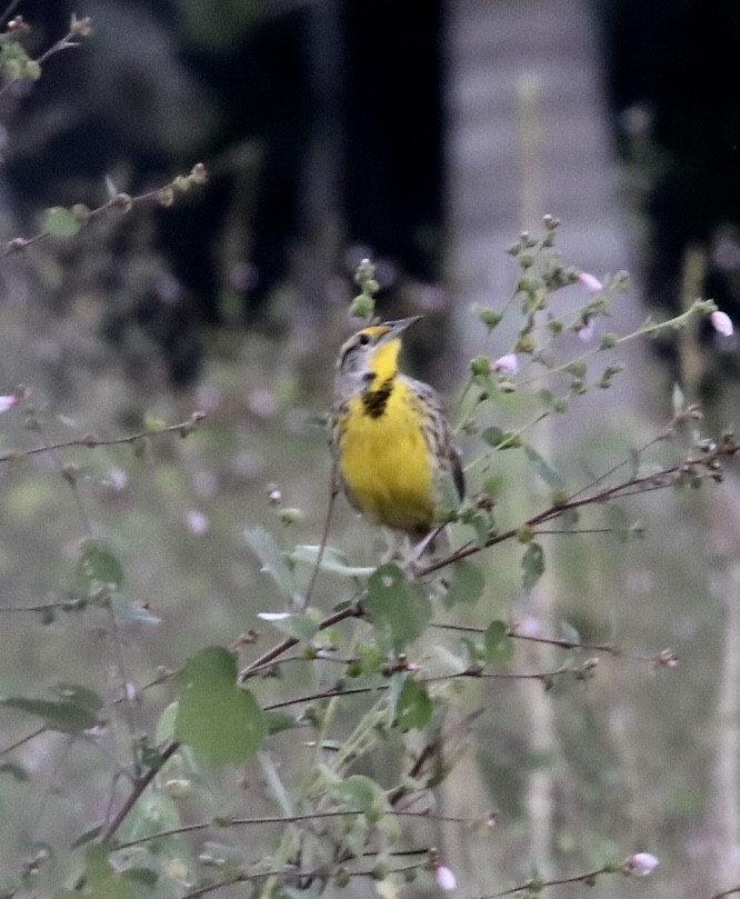 Eastern Meadowlark - ML131404201