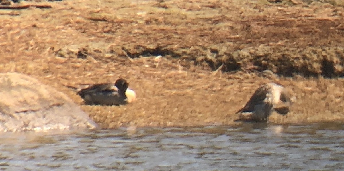 Northern Pintail - ML131404621