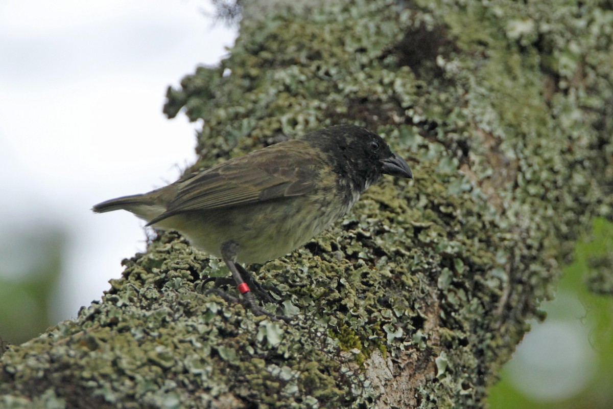 Woodpecker Finch - ML131407661