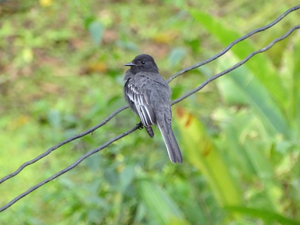 Black Phoebe (White-winged) - ML131408211