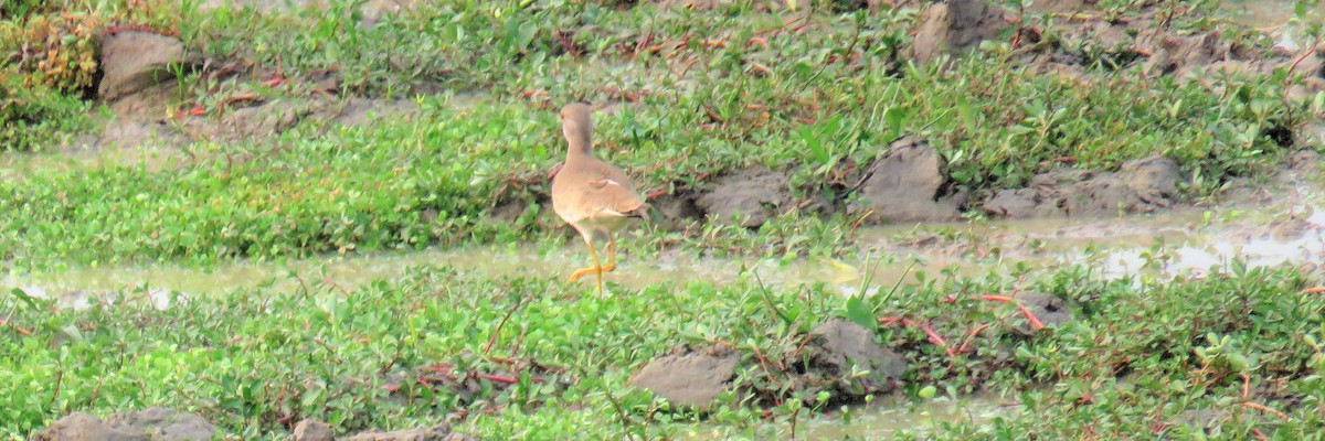 Gray-headed Lapwing - Michel Turcot