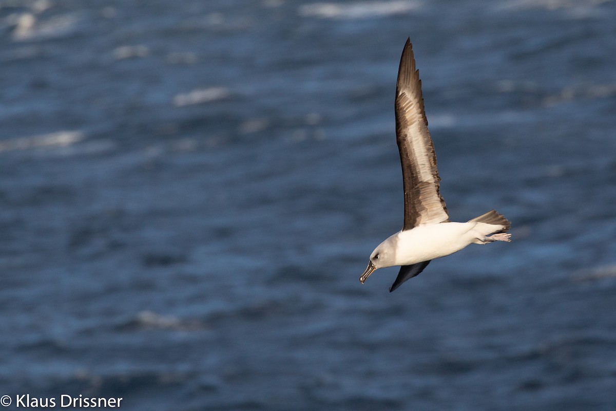 Albatros à tête grise - ML131409751