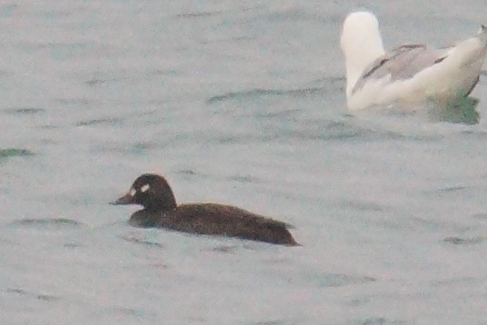 Velvet Scoter - ML131412651