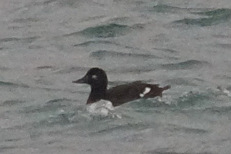 Velvet Scoter - ML131412691