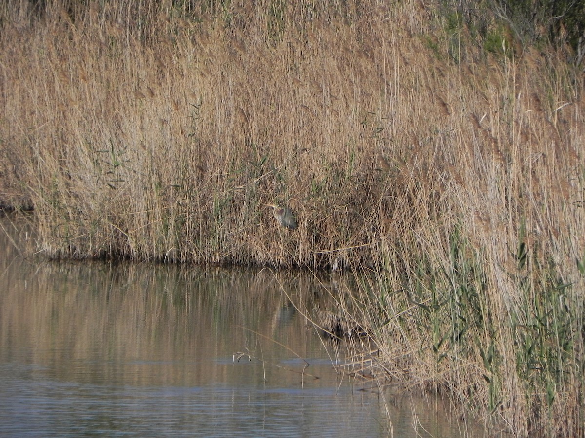 Purple Heron - ML131413211