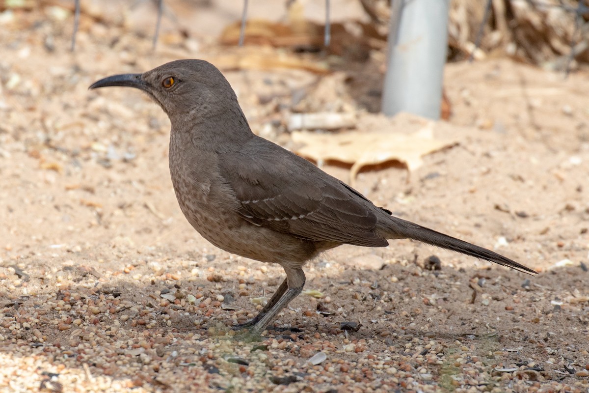 Curve-billed Thrasher - Mark Wilbert