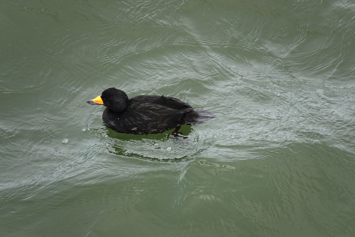 Black Scoter - Amy McLane