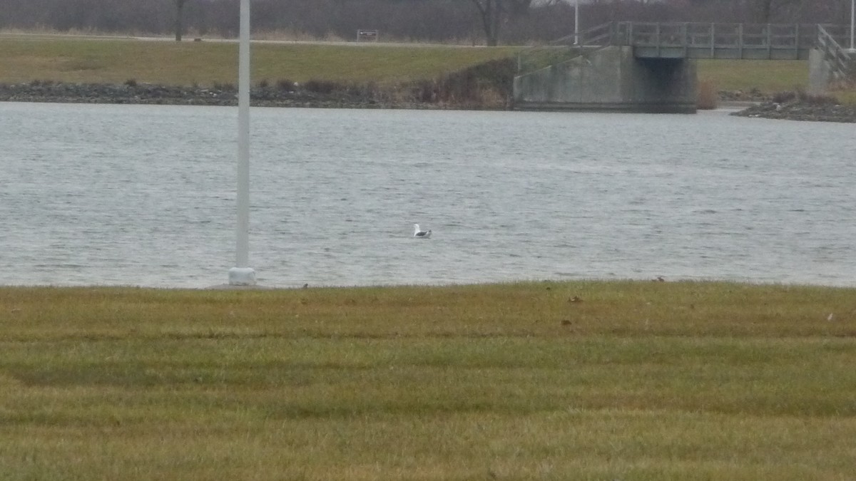 Great Black-backed Gull - Alex C