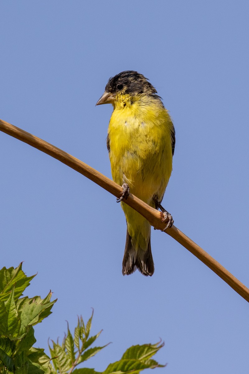 Lesser Goldfinch - Mark Wilbert