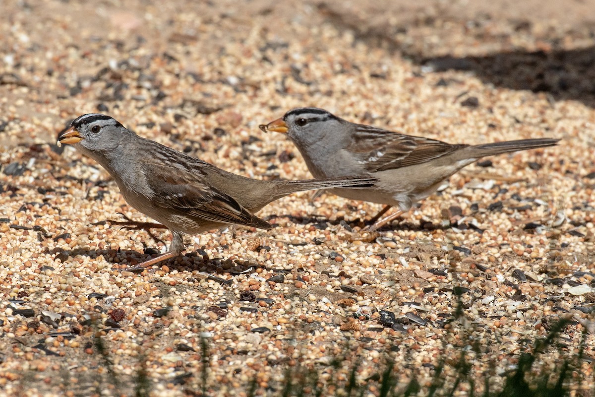White-crowned Sparrow - Mark Wilbert