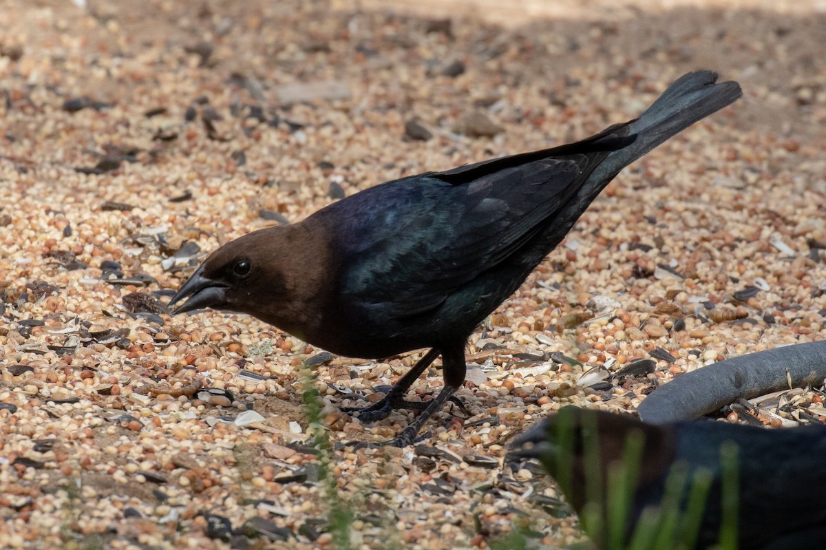 Brown-headed Cowbird - Mark Wilbert