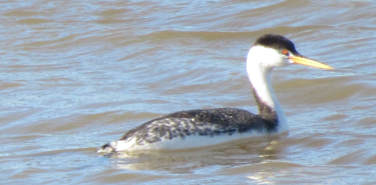 Clark's Grebe - ML131415501