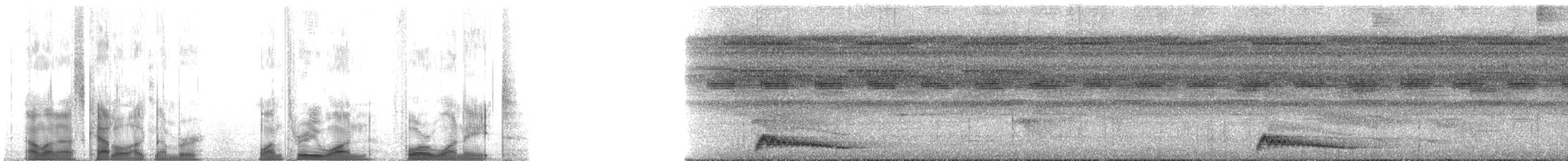 Augennachtschwalbe - ML131418