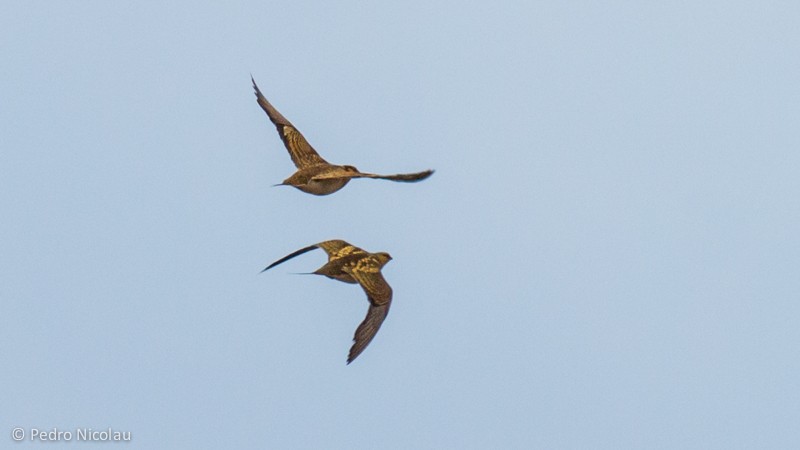 Pin-tailed Sandgrouse - Pedro Nicolau