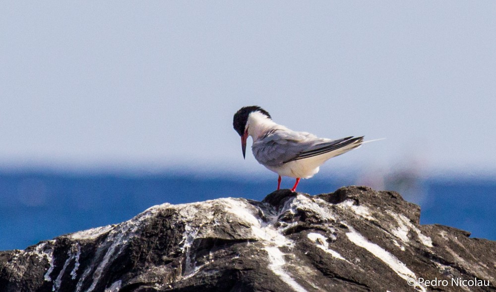 Roseate Tern - ML131419211