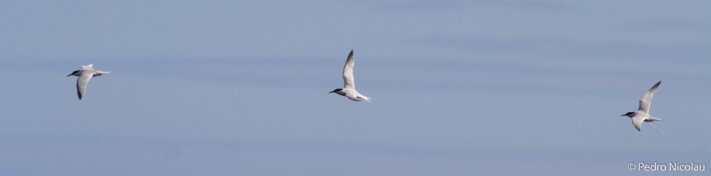 Roseate Tern - ML131419241