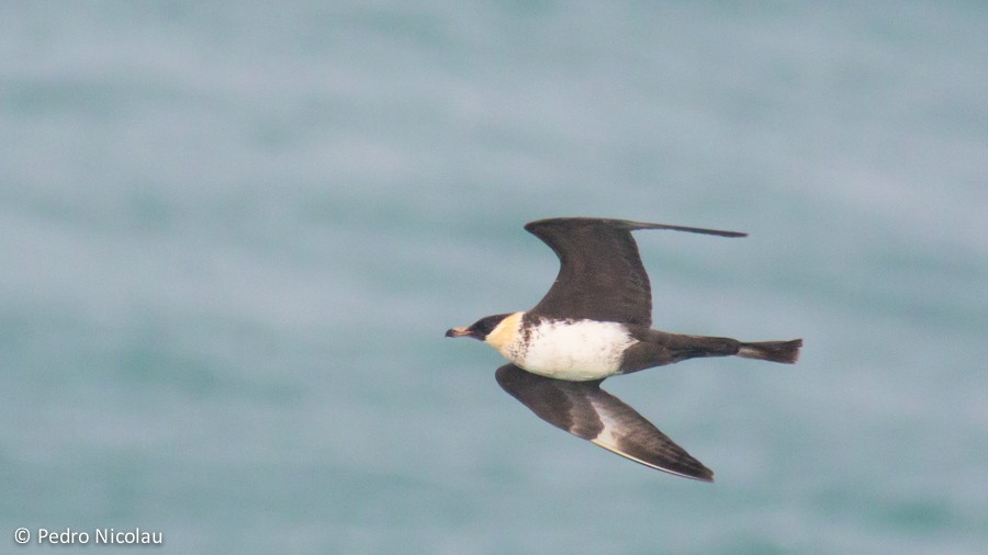 Pomarine Jaeger - Pedro Nicolau