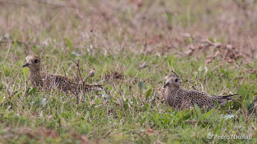 European Golden-Plover - Pedro Nicolau