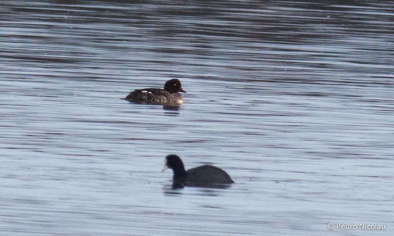 Common Goldeneye - Pedro Nicolau