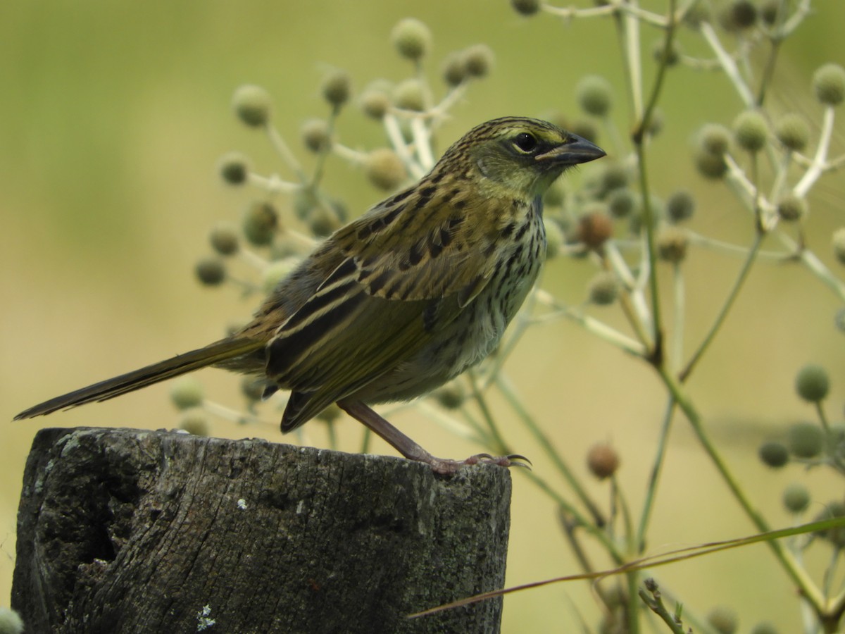 Wedge-tailed Grass-Finch - Silvia Enggist