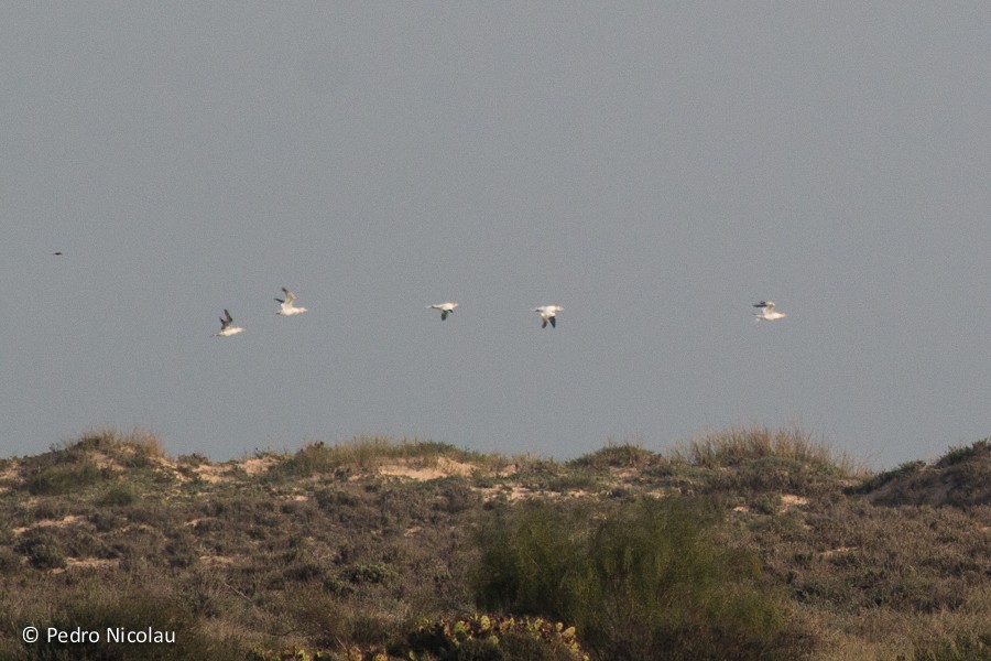 Northern Gannet - ML131422891