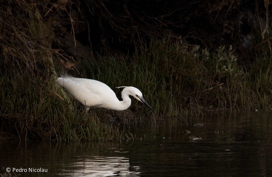 Little Egret - ML131422901