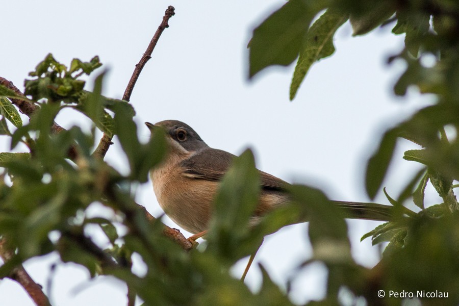 Western Subalpine Warbler - ML131422971