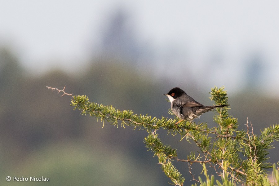 Sardinian Warbler - ML131422981