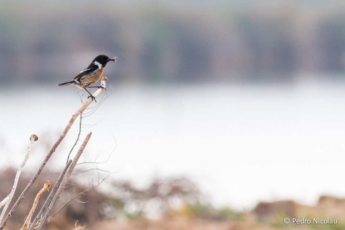 European Stonechat - ML131422991