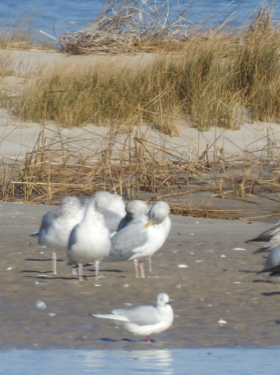 Black-headed Gull - ML131423101