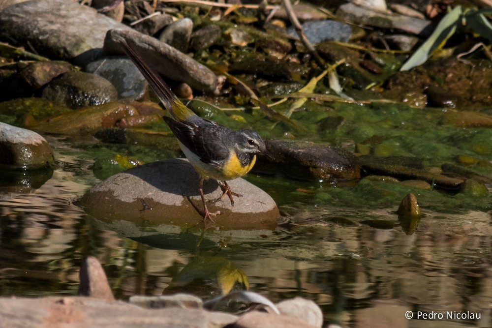 Gray Wagtail - ML131423221