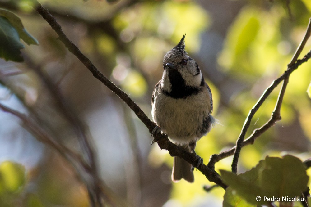 Mésange huppée - ML131423261