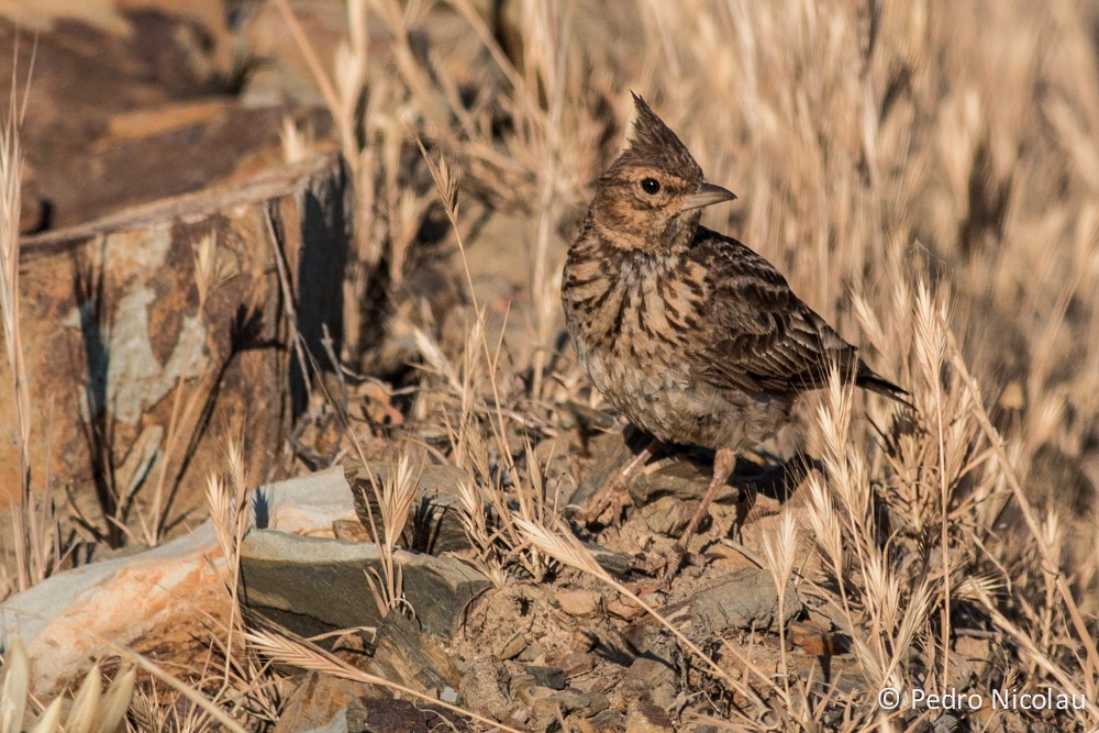 Kutturlio mokolaburra - ML131423451