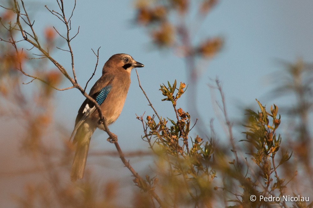 Eurasian Jay - ML131423511