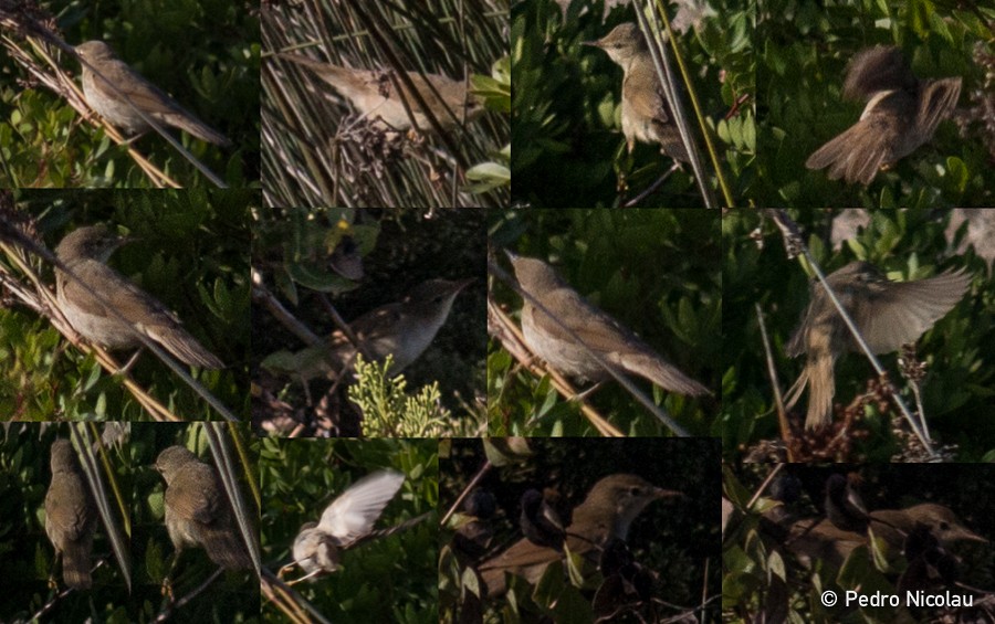 Blyth's Reed Warbler - ML131423961