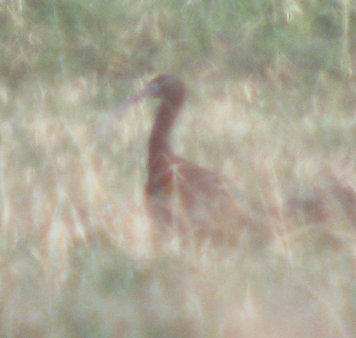 Glossy Ibis - Shawn Billerman