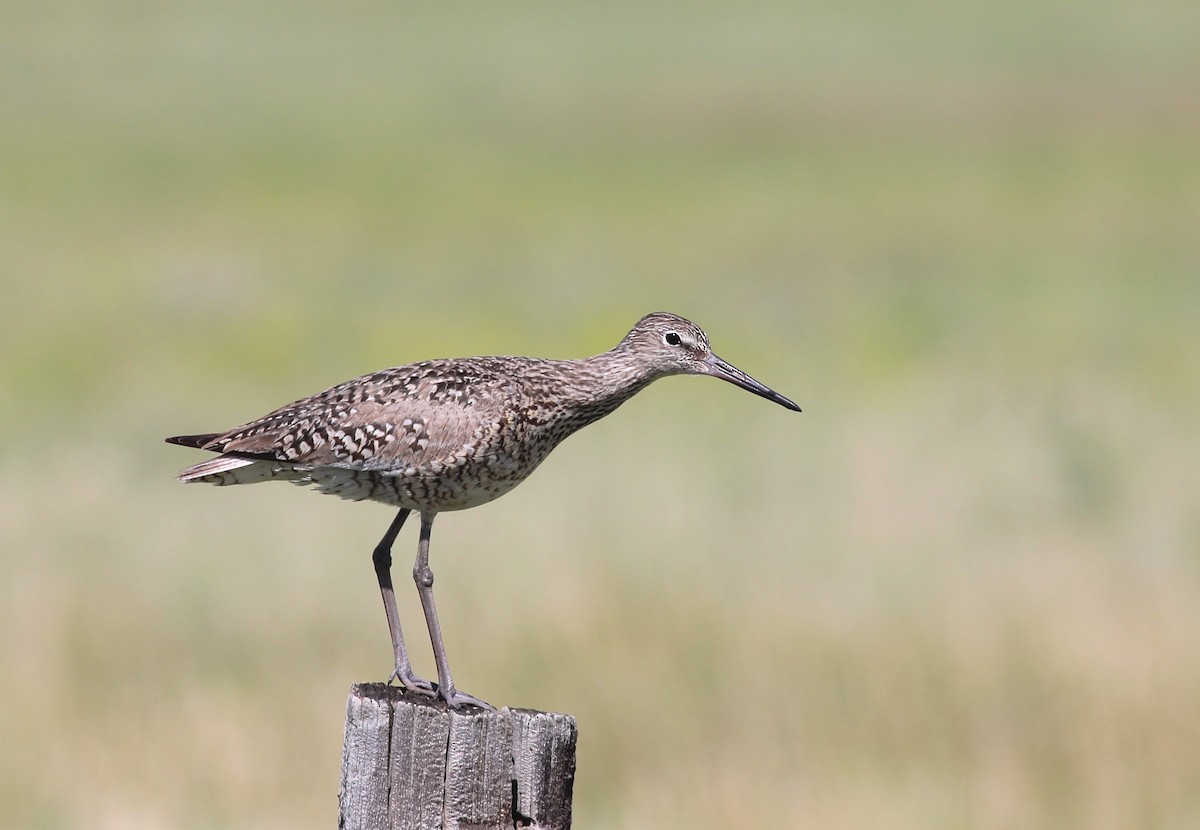 Willet (Western) - Shawn Billerman