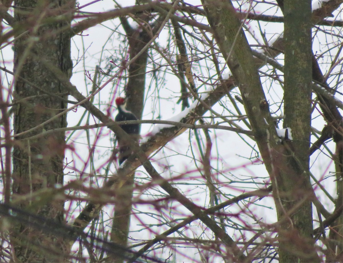 Pileated Woodpecker - ML131424611