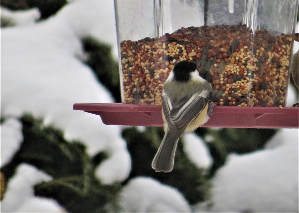 Black-capped Chickadee - Kevin Topping