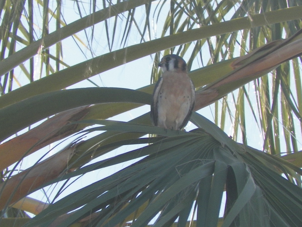 American Kestrel - ML131424911