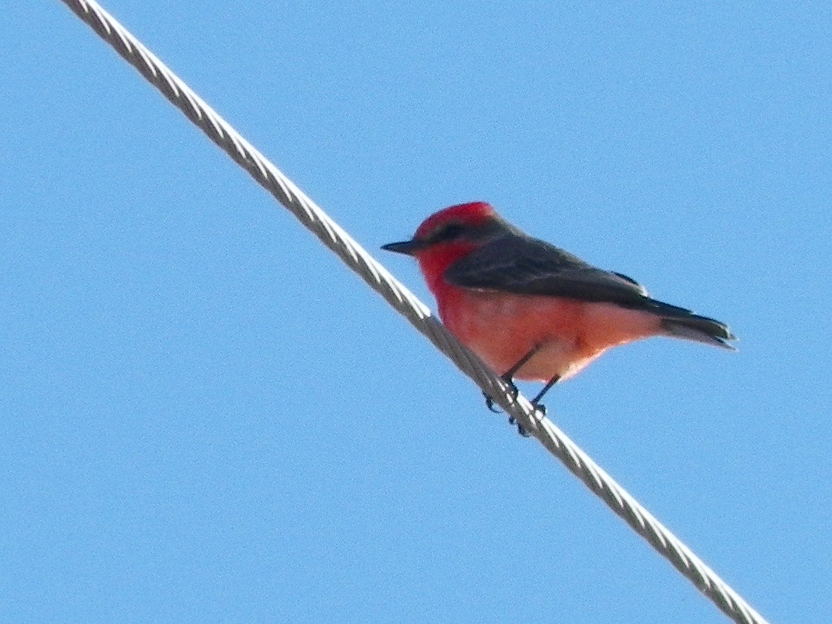 Vermilion Flycatcher - ML131425031