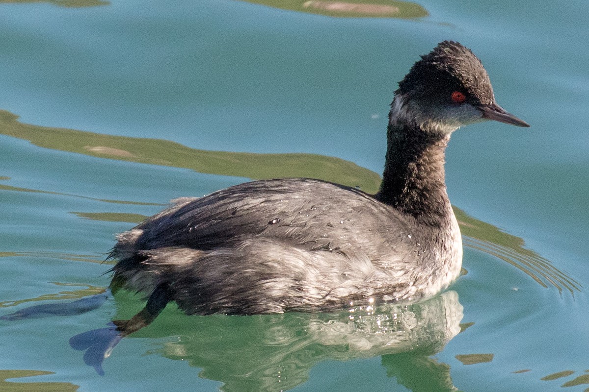 Eared Grebe - Mark Wilbert