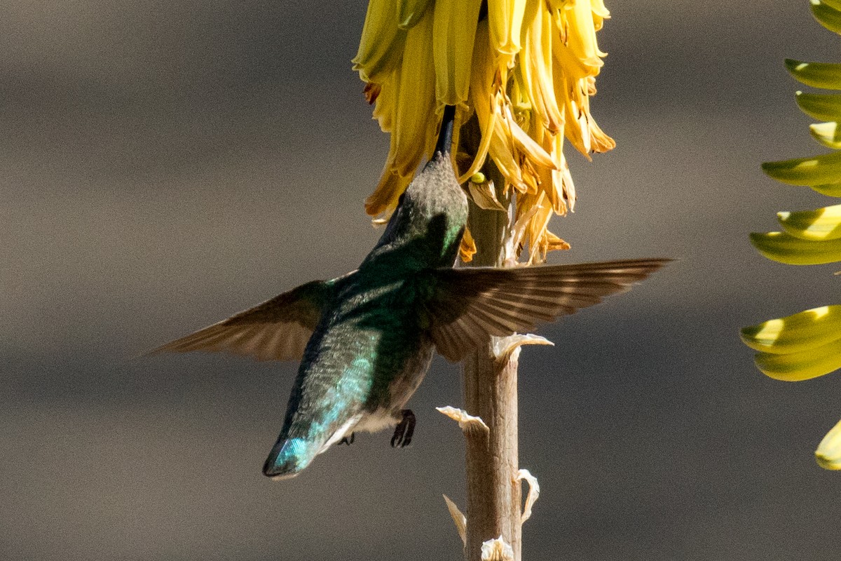 Costa's Hummingbird - Mark Wilbert